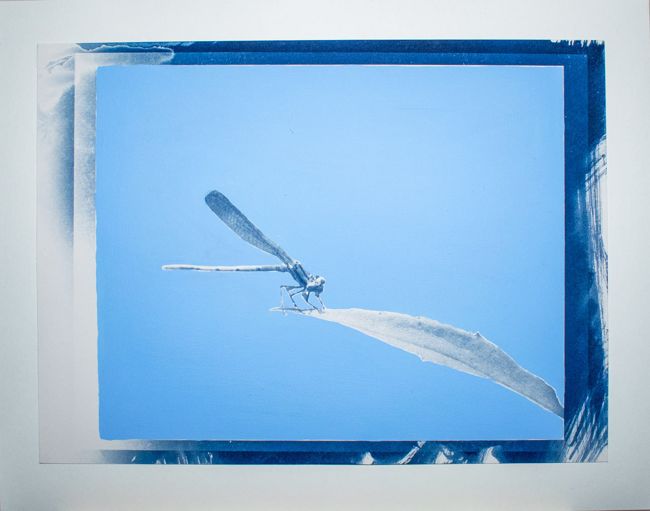 Dragonfly, 2025, Cyanotype and Acrylics on Paper