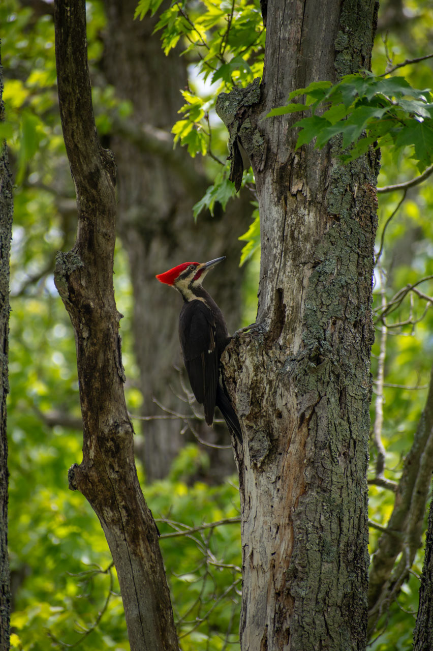 Pileated Woodpecker, 2025, Inkjet Print