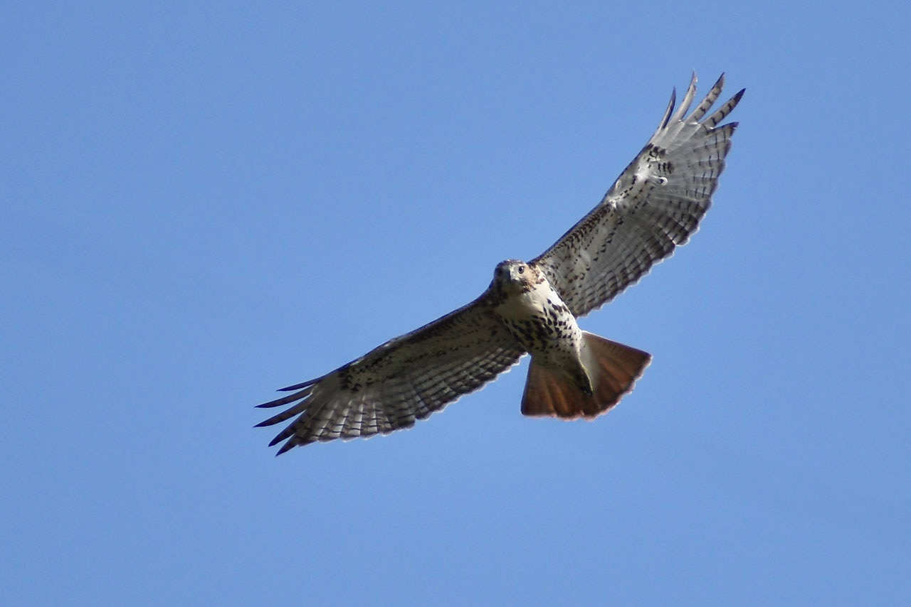 Red-Tailed Hawk, 2024, Inkjet Print