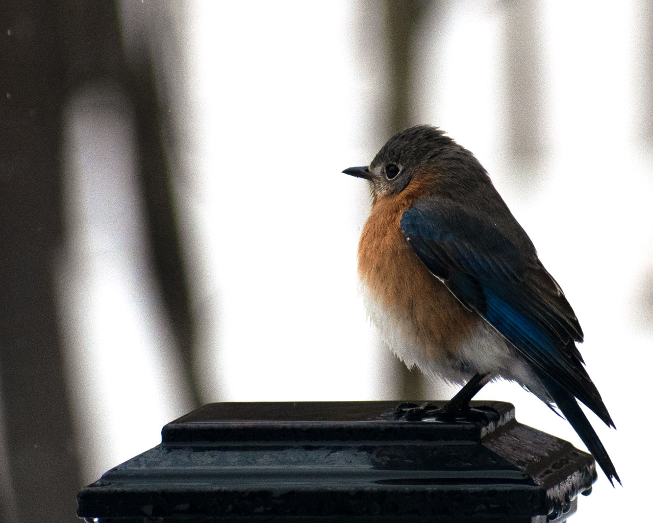Eastern Bluebird, 2025, Inkjet Print