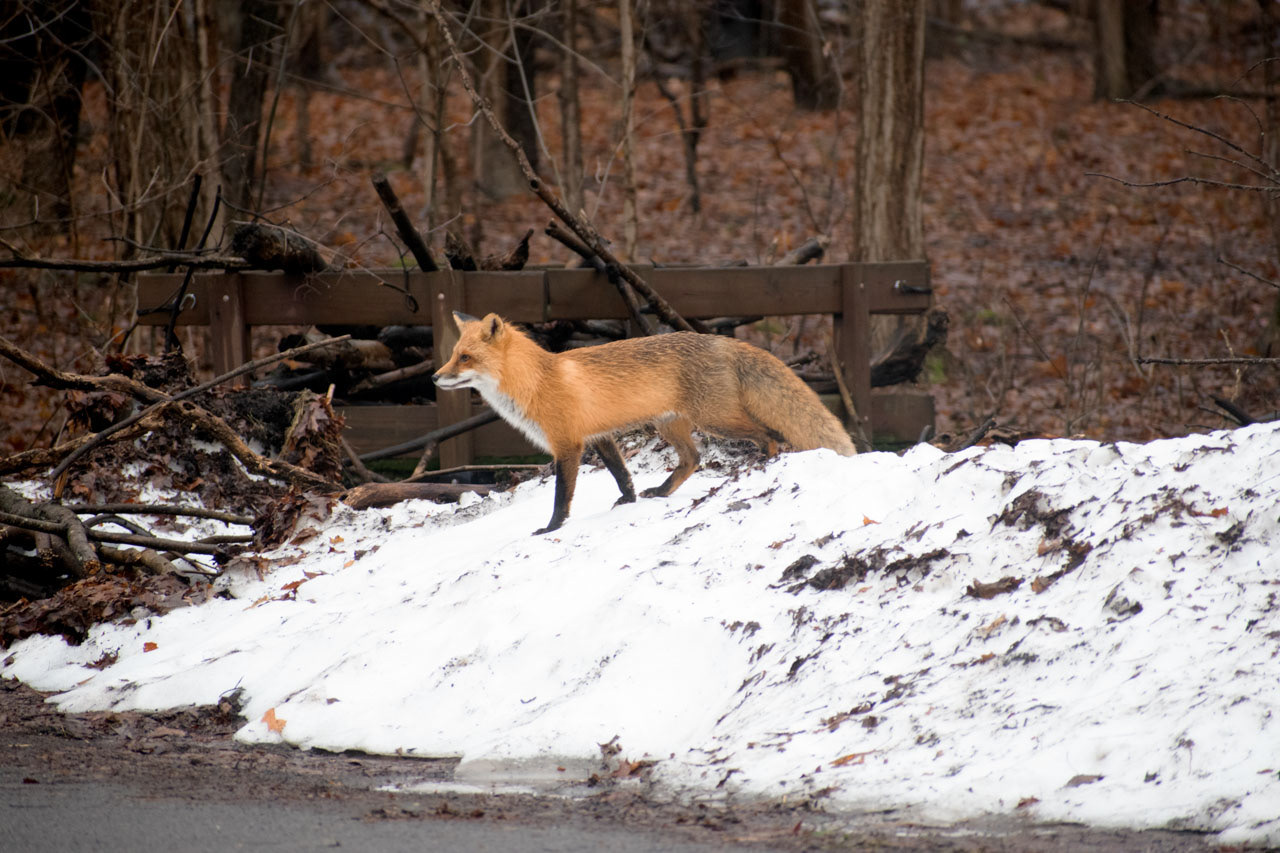 Foxxy Business, 2025, Inkjet Print