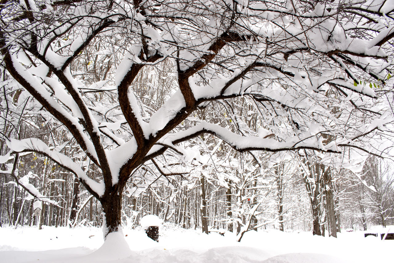 Snowy Tree, 2024, Inkjet Print