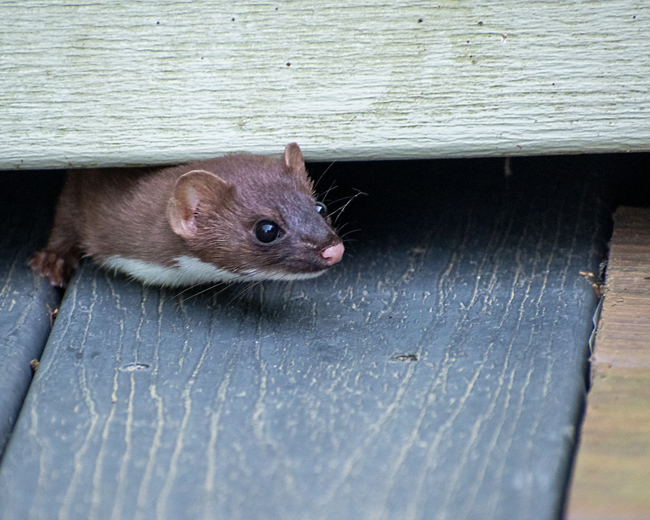 Peek-a-Boo, 2025, Inkjet Print