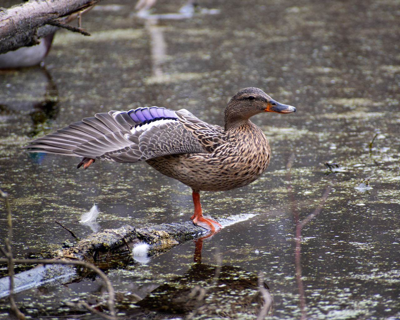 Dancer's Pose, 2025, Inkjet Print