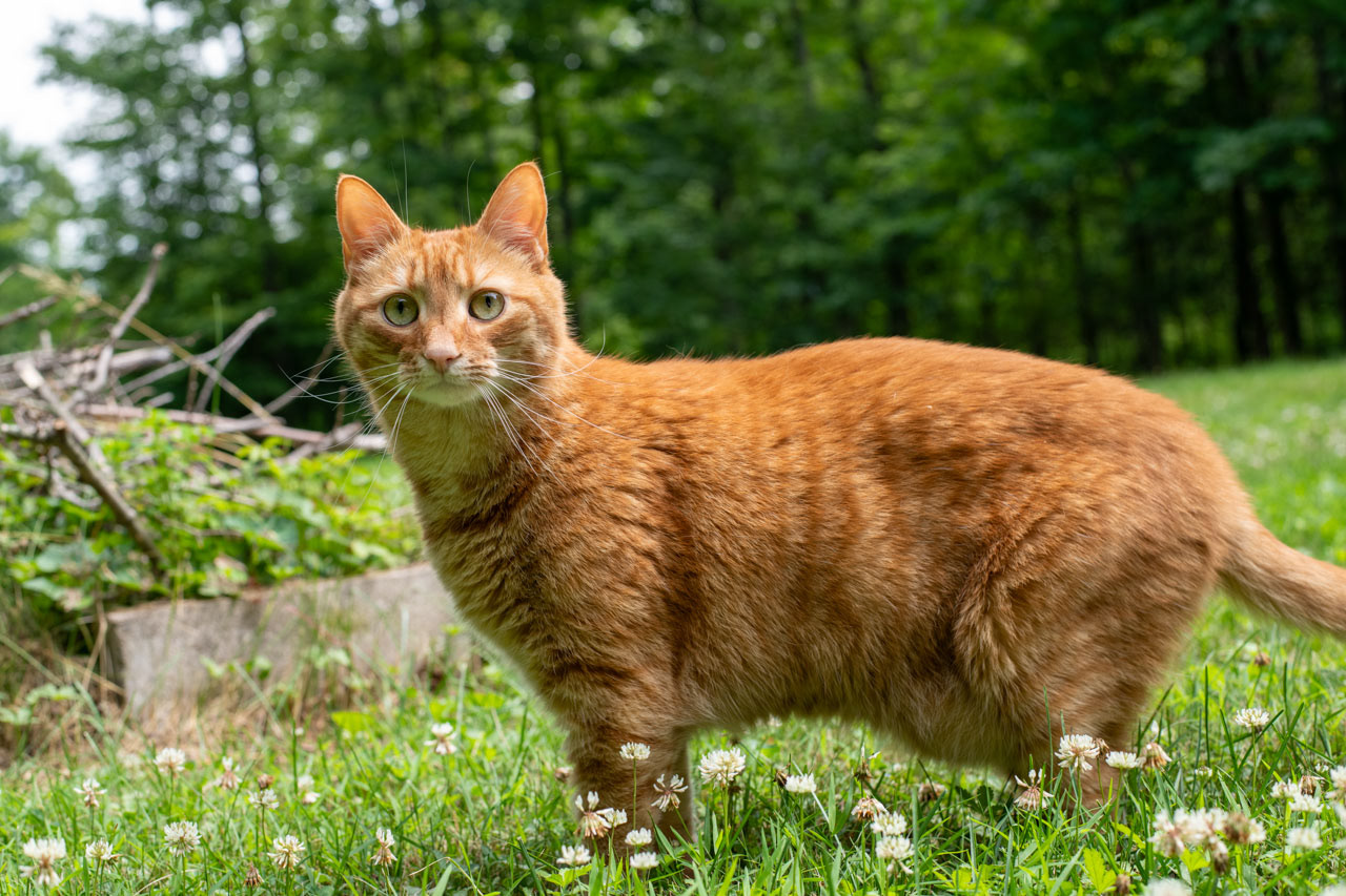 Snoop-on-the-Loose, 2025, Inkjet Print