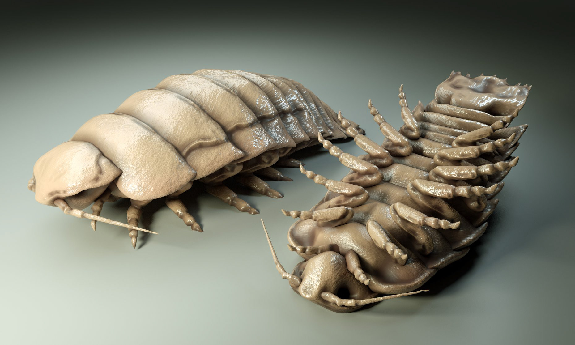 Isopods: ugly or adorable?