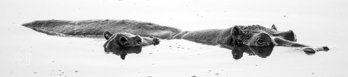 Floating - This image, captured late one evening at Masuma pan in Hwange National Park was exposed to capture the texture and details of the hippos skin, but as a result was intensely overexposed for the reflection of the setting sun making it disappear into white. The calm surface of the mother and child floating belies the paradoxical strength, speed and aggression of these docile seeming creatures. 