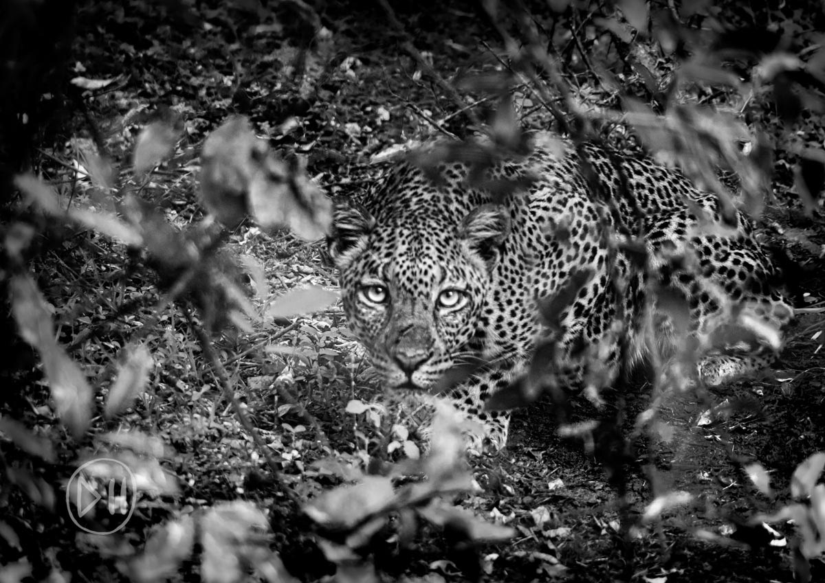 Spotted - Despite spending a significant proportion of my time growing up in the bush, it wasn’t until I was seventeen before I saw a leopard in the wild. As it would have it, that was also the time I first got into photography after my father gave me his Nikon F1. Thirty years later, with my father, in the same vehicle, whilst exploring a road I knew had been a wrong turn, we shared this, similarly poignant moment. 