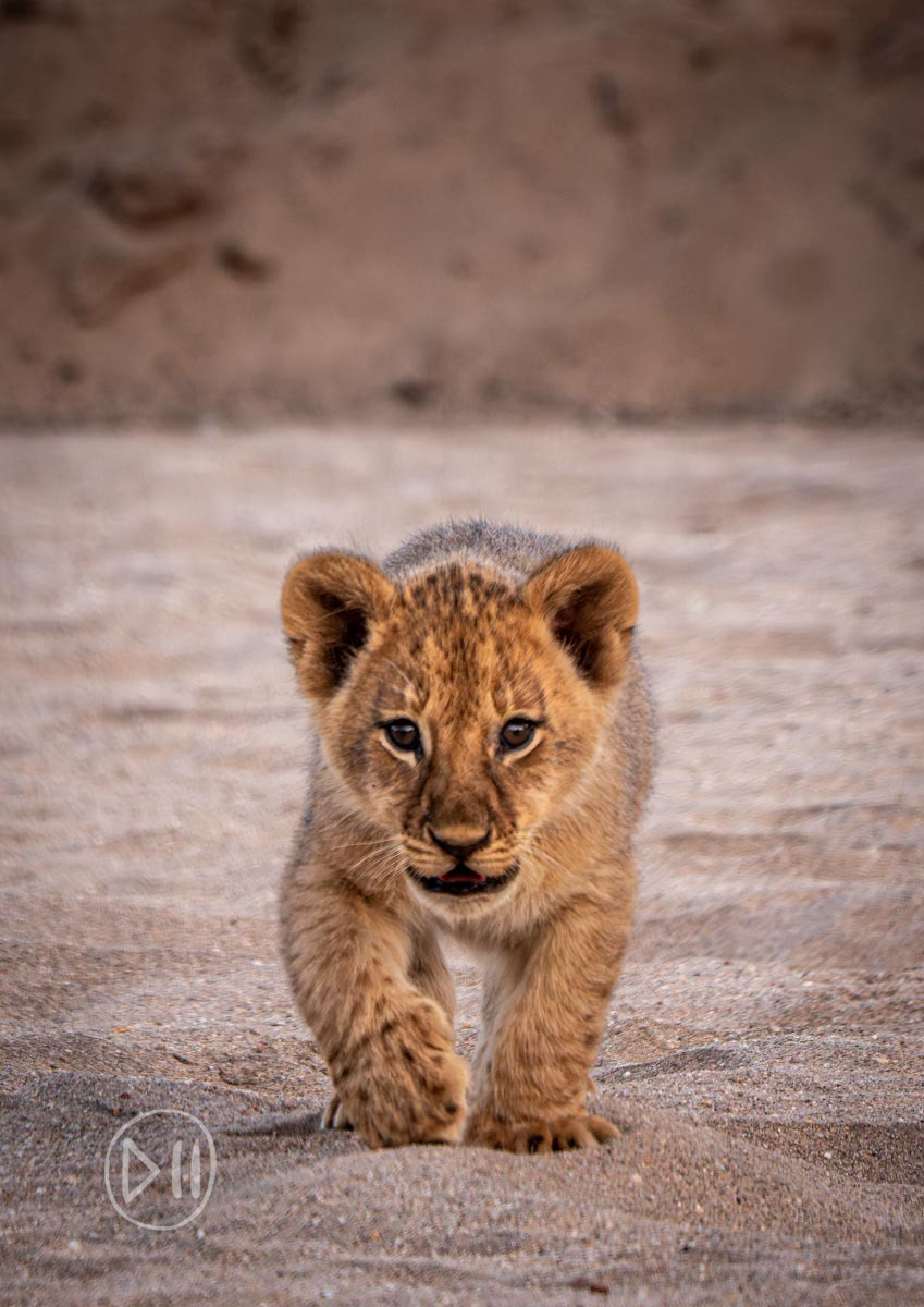 Curious - The confidence with which a lion cub carries itself suggests that they already know that it is not them that will be killed if they decide to get curious. This image was taken in the dry riverbed of the Ruckomechi river, a river in which I spent many of the most special moments of my childhood. 