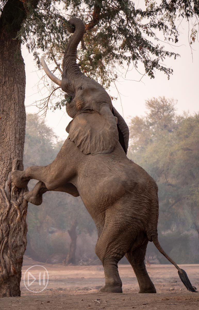 Reaching - The image of an elephant climbing a tree was too fantastic for me not to want to capture and share. The bulls of Mana Pools are the only wild elephants to have learned to stand on their hind legs to access leaves and seeds otherwise out of reach. This young bull hasn’t mastered the freestanding reach made famous by “Boswell” but his efforts are nonetheless impressive. 