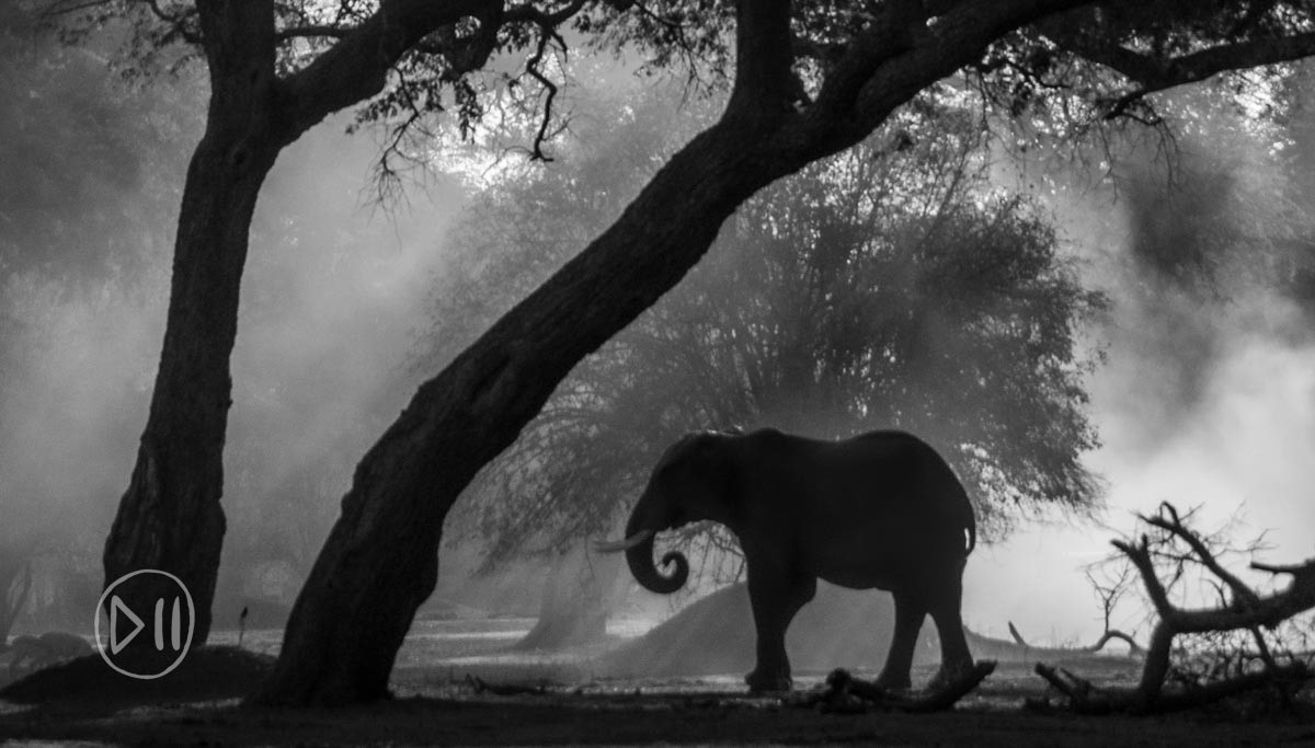 Mana Morning - Mornings in Mana Pools are so magical that even the silhouette of this image will likely evoke the memory for anyone who has had the privilege of experiencing it. The elephants trunk is curled into the shape of what I recognize as an “Ndoro.” The circular spiral of the ndoro represents the cyclical nature of life and the universe in Shona culture. 