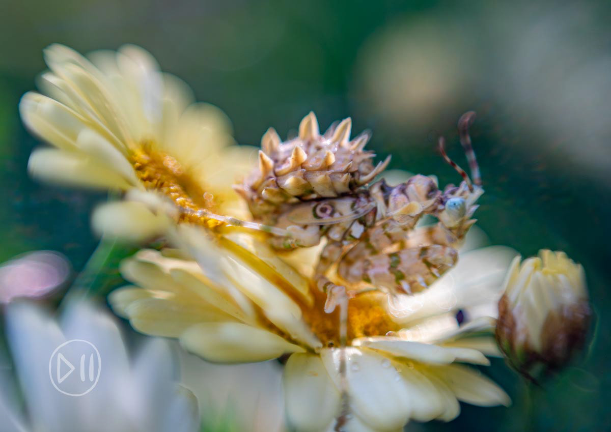 Flower Mantis - The Spiked Flower Mantis is one of the most remarkably beautiful and ferocious creatures I have come across. This was one the first times I saw one and without having a macro lens at the time, the image was taken with my “nifty fifty” lens held back to front against the camera. I subsequently dedicated days on end to watching and filming them throughout their lifecycle and encourage you to watch the trailer on the films tab of my website. I have to express my gratitude and admiration, whose lovingly tended garden created a habitat for these marvels of nature to thrive..