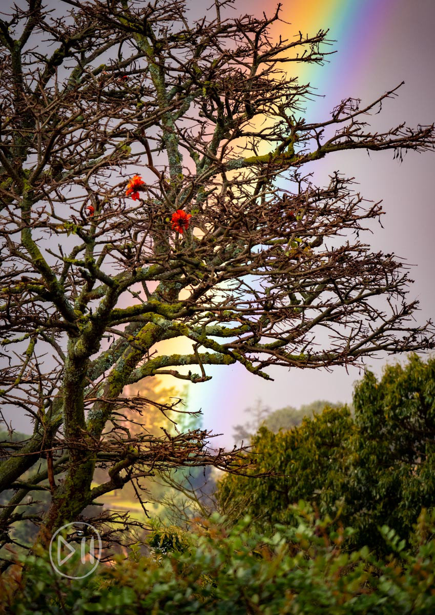 Lucky - The Erythrinas of Southern Africa go by many names, but to me it will always be the lucky bean tree, named for the seeds we collected as children. As luck would have it, when I walked out the front door of my parents house in Somerset West, a rainbow seemed to be planting its pot of gold into the neighbors lucky bean tree. Rainbows hold a special significance for me, but that is a whole other exhibition. Please do speak to me if you share the love of these magical natural phenomena. 