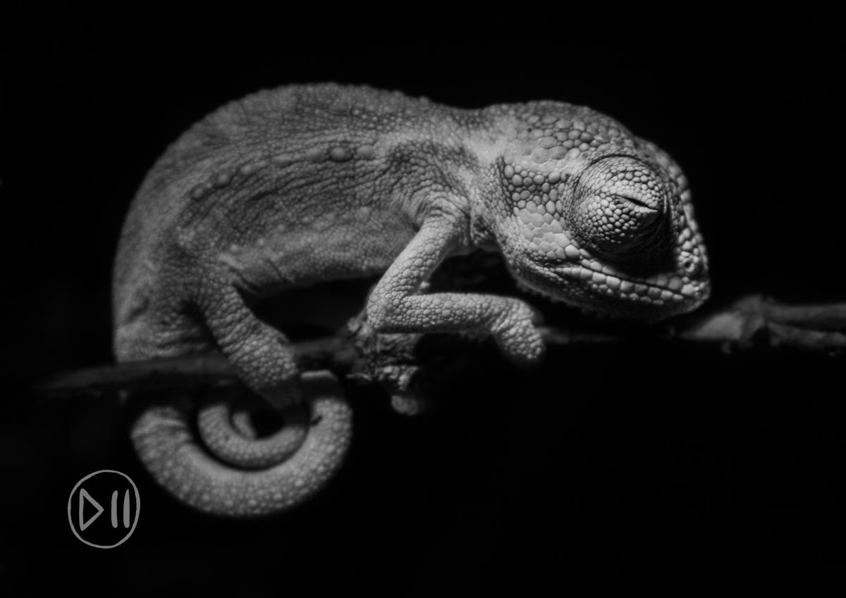 Waking up - One of the greatest treats of my move to Sommerset West has been observing the Cape Dwarf Chameleons in our garden. As the name suggests, they are small, but for some scale, this baby is less than half the length of my baby finger, perhaps an inch long. Not only are they famously well camouflaged but they are very shy too. Even using my long wildlife lenses from 10 meters away, they will move off as soon as they notice something is looking at them. At night, in the absence of  birds, their diurnal predators, they tend to sleep towards the tips of branches and afford me a chance to get up close. 