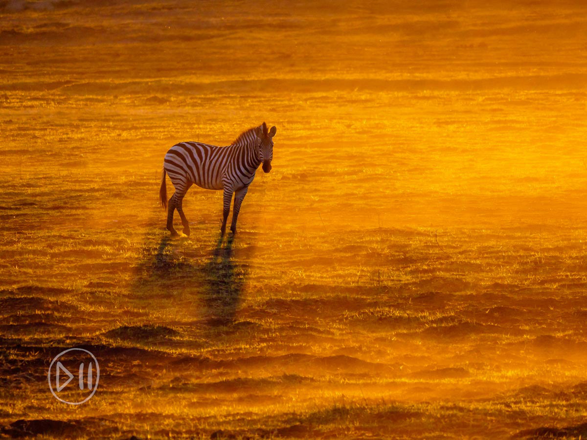 Sea of Gold - As a photographer, light is the brush that brings your canvas to life. The dust kicked up by a herd of zebra crossing this recently burnt vlei caught and clung on to the last moments of sunset's golden light. This single trailing zebra seemed as caught in the moment as, the dust, the light and myself. 