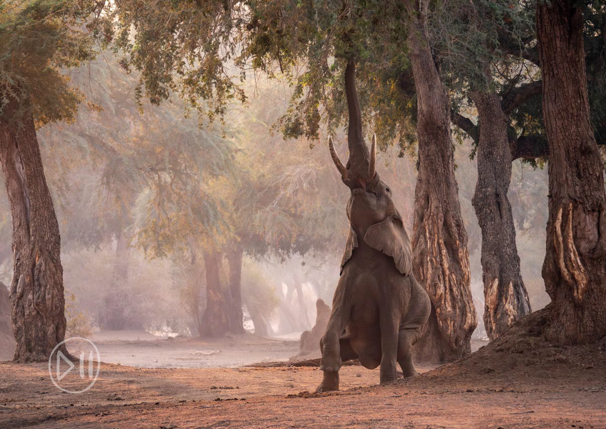 Mana Magic - This photo is unmistakably mana pools on so many levels. The Acacia Albidas, the morning light, held by the dust of the dry season, the bare earth waiting for the rain whilst the canopy of the Albidas provide some of the only greenery to be seen, as well their sought after seed pods. It is these trees’ atypical fruiting season that are the reason the elephants of Mana Pools are the only wild elephants to learn to stand up on their hind legs. Food sources are at their scarcest at this time of year when the albida is producing a bounty that would otherwise be just out of reach. Their trunks are scarred by the elephants tusking and eating the bark, their resulting shape mimicked by the elephants pose was a lovely representation of the relationship between them.  This photograph was shortlisted in the British Natural History Museum’s World Wildlife Photographer of the year award, and as a personal favourite I am printing a limited series of this image printed on wood. 