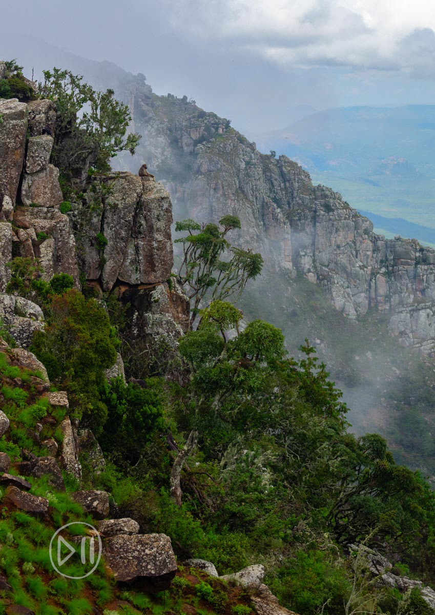 Echoes - Whilst I clearly remember the moment of each and everyone of these photographs, this was for me, the most poignant. The image is looking down from World’s View, Nyanga, which is known in Shona culture as a deeply spiritual place. As I sat looking out, consumed by a battle in my head with some of my perceived demons, this baboon sat alone standing guard. I realized that he was standing guard because every time he barked his claim to his territory, a competitor's call came back. The challenger’s response was simply his own echo.