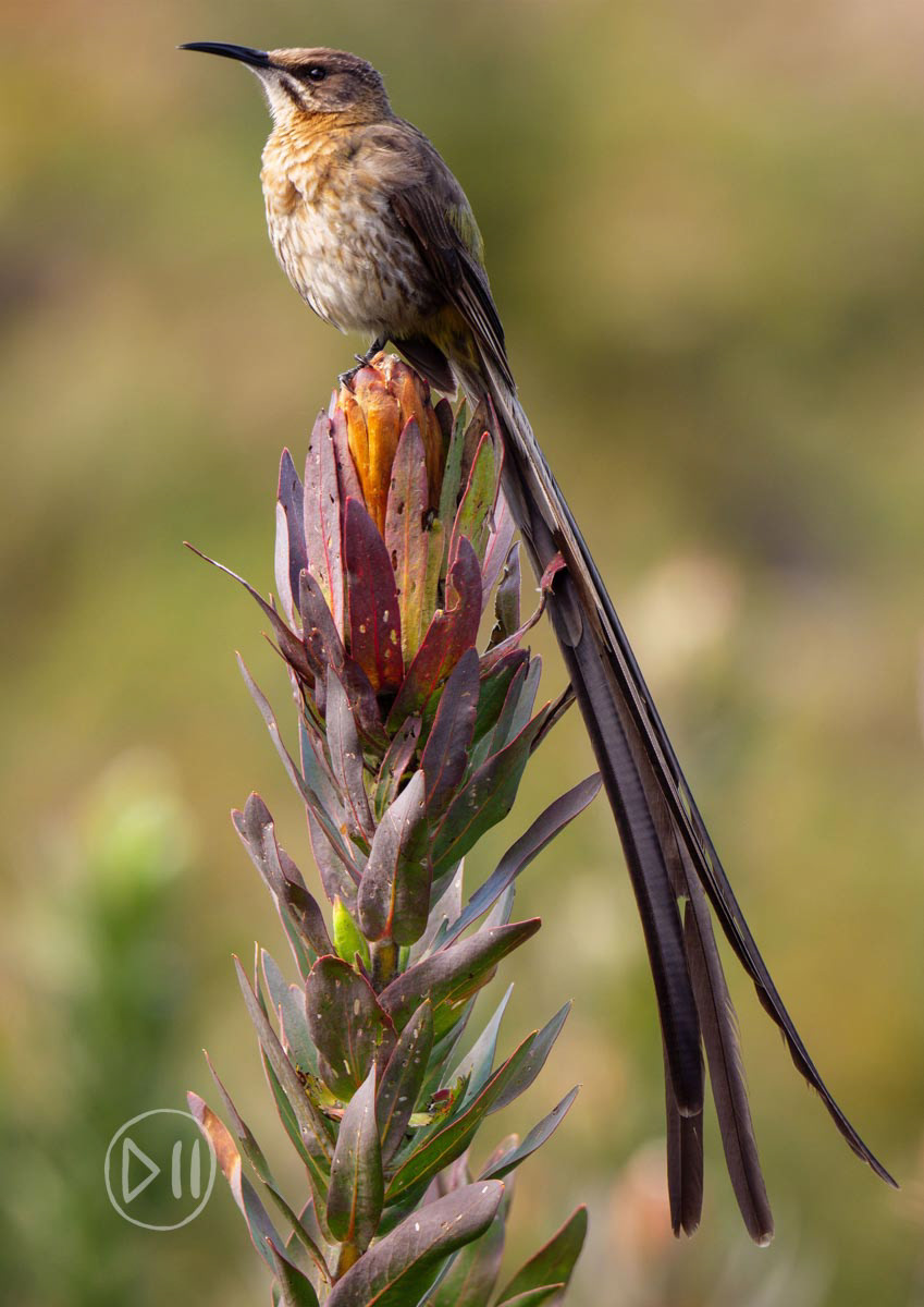Cape Sugar Bird - The Cape Floristic Kingdom, on its own, represents one of the six botanical kingdoms in the world. From my time in the bush around Southern Africa, I am surprised by how few animal species are adapted to exist in it. The Cape Sugar Bird is one of those, and this specimen, photographed whilst walking in the Helderberg Nature Reserve with my dad, is an acknowledgement of the love of birds and the bush that he inspired in me. 