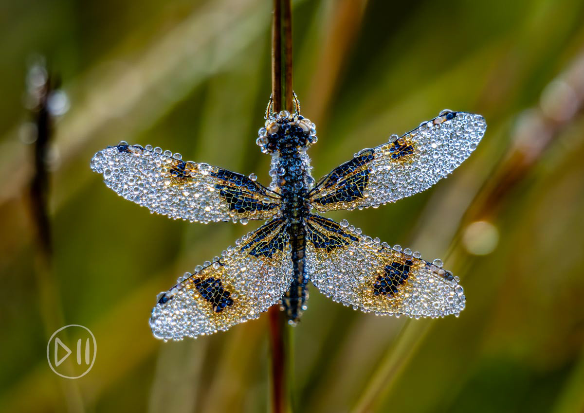 Crystal Dragon - This dragonfly was photographed in the wetland/vlei that the community I lived in fights tirelessly to save from “development.” The delicacy of its wings bejeweled in due drops, represents for me, the delicate balance the natural world hangs in against the weight of human impact. This photograph was a finalist in a competition run by Orms and as such is permanently installed on the seapoint promenade. A limited edition of prints of this photograph on metal are available on request. This photograph is dedicated to all those that dedicate their time and energy to preserving these spaces, like the Conservation Society of Monavale (COSMO) in Harare, Zimbabwe where this was taken. 