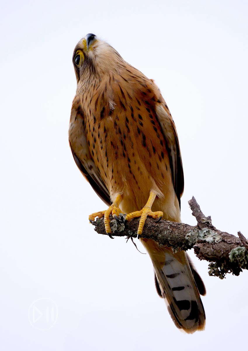 Rock Kestrel - These decoratively “painted” predators have adapted to the human landscape that has excluded so many other species. The fact that birds have their own domain means they are one of the most prevalent reminders of even in the depths of the concrete jungles we have created. This specimen was photographed in Bontobok National Park on the trip that I first got to meet my niece. I wondered what both of them saw as they gazed upwards. 