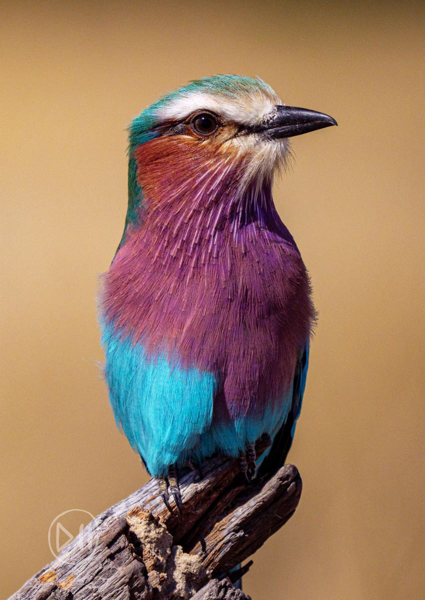 Lilac-Breasted Roller - These beautiful birds were the first sign that we had got out of the city on my childhood journeys. It seemed then, that there was one on every telephone pole, but being insectivorous, their numbers have plummeted and their numbers have plummeted as a result of the heavy use of insecticide in modern day farming. This specimen was photographed at Matetsi Victoria Falls, another truly special place that I have had the privilege of spending time in. 