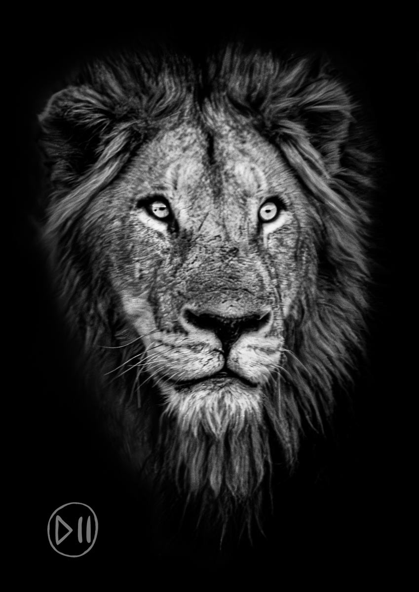 Wild Eyes - A lion's gaze can feel like it is looking straight into your soul, yet it can also feel like it is looking through you as if you were not even there. They are awe inspiring and terrifying to me. A quiet confidence, that despite their largely languid nature, comes from the knowledge that they possess immense power.  This moment was shared with friends and family and in particular my “fairy god-daughters” who had never seen a lion before and were busy fighting and jostling for their chance to look through the camera and press its buttons. As a result I share the credit for this photo with Lu and Ali. 