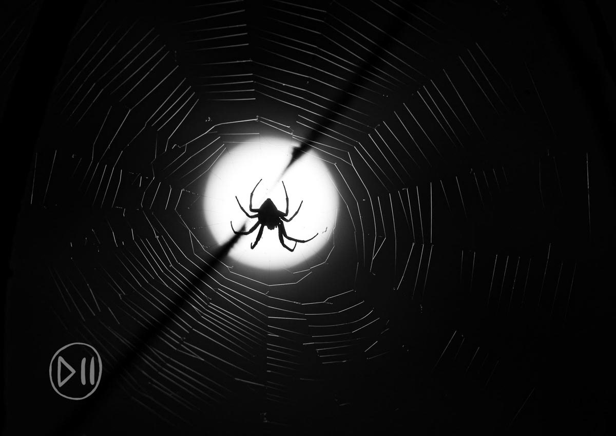 Spider moon - By day the Orb Spider’s web is golden but by the night's moonlight, I was spellbound by the strands of silver and their skilled sculptor. Sleeping out in the bush is one of the most special experiences and on every occasion I’ve done it, it has proved to me that the fear many have that all these things are out to get you is entirely misplaced. Harmless to humans, this queen is to be revered not feared. 