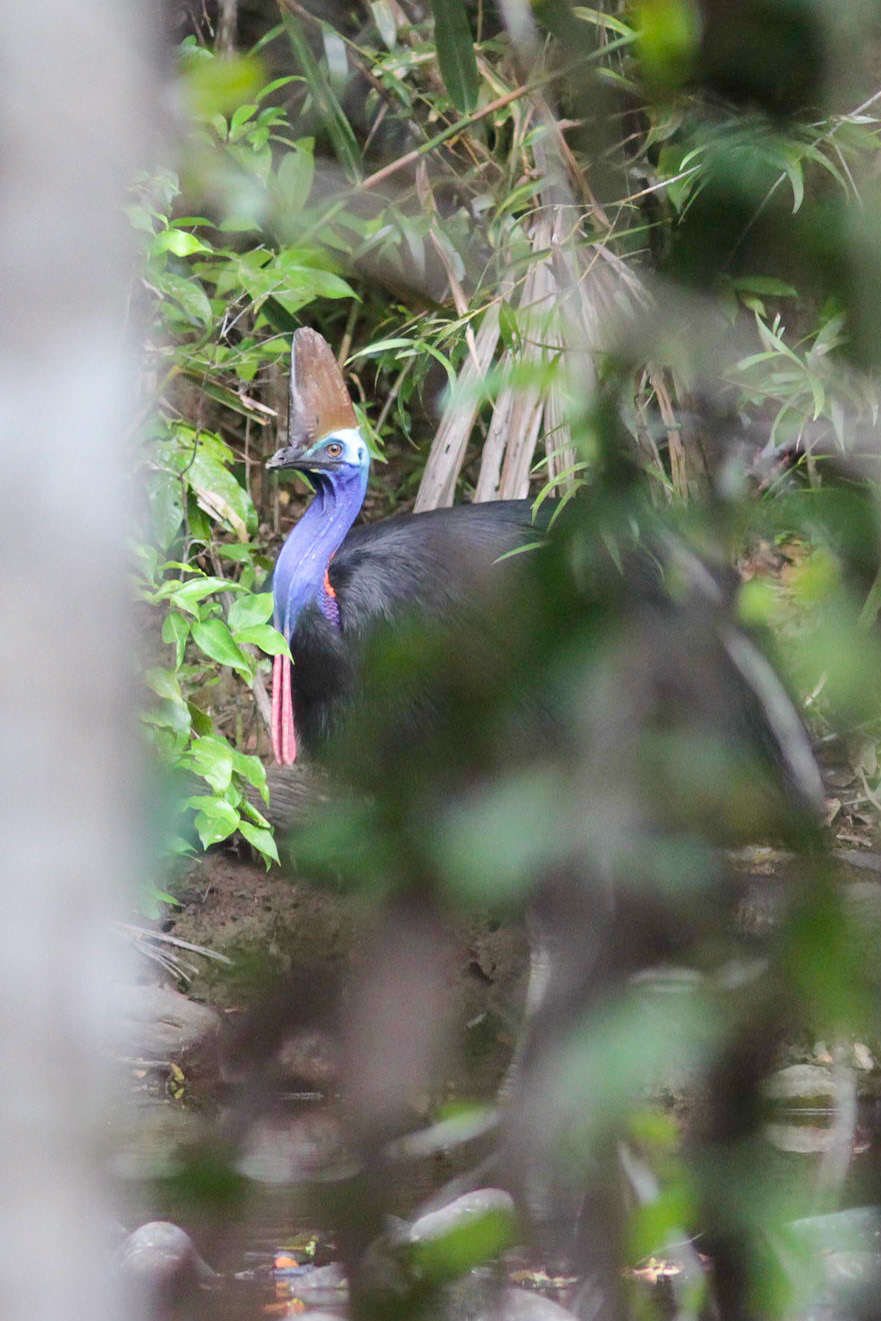 Southern cassowaries (Casuarius casuarius) dwell in tropical forest, and it is a vulnerable species in Australia.