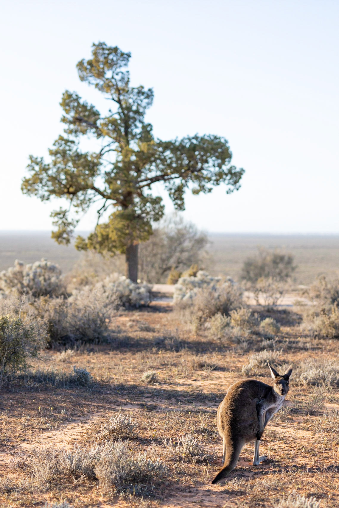 Wallaby begins it's day.