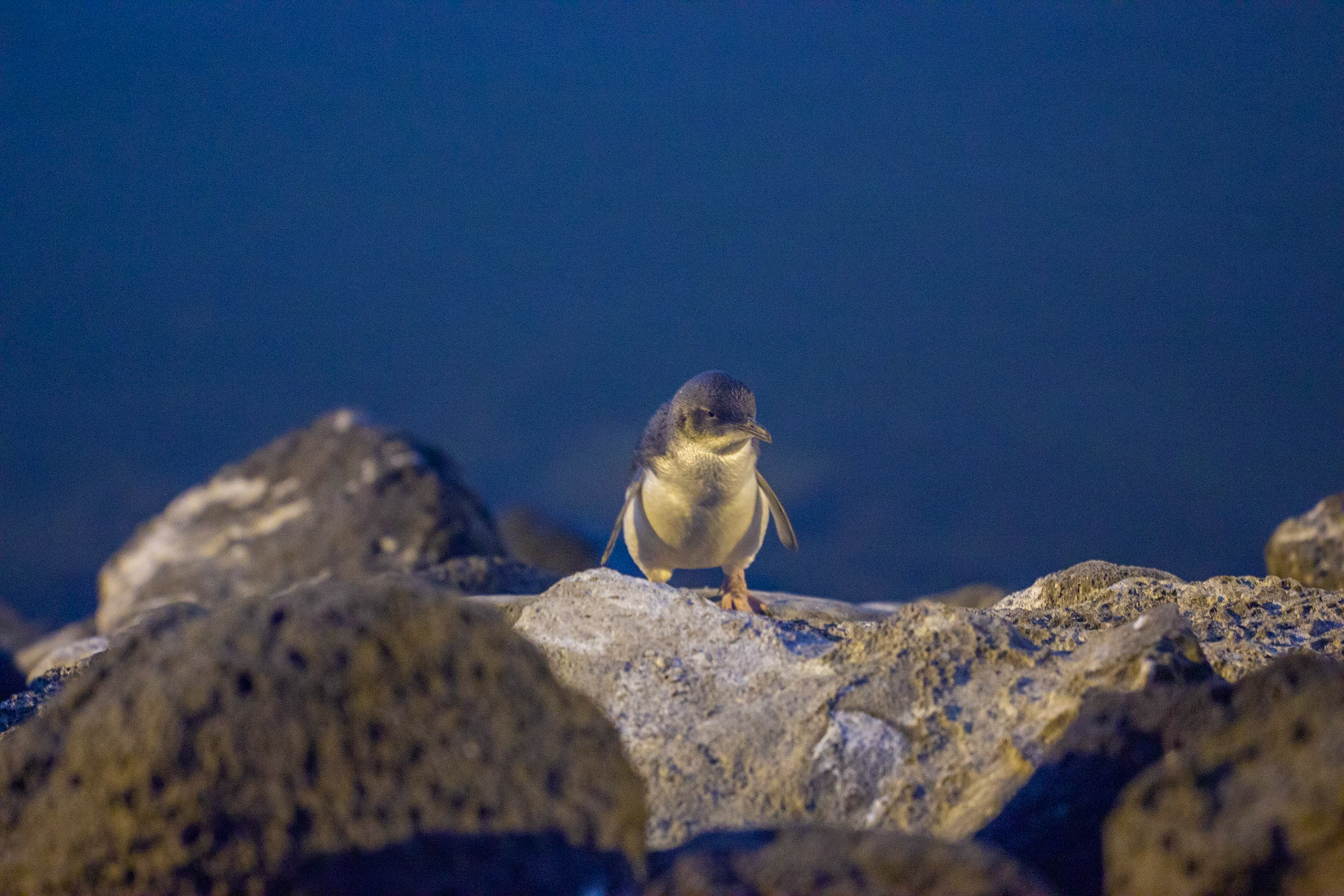 A popular little penguin colony at St. Kilda's Peer, in Melbourne's Port Phillip Bay.