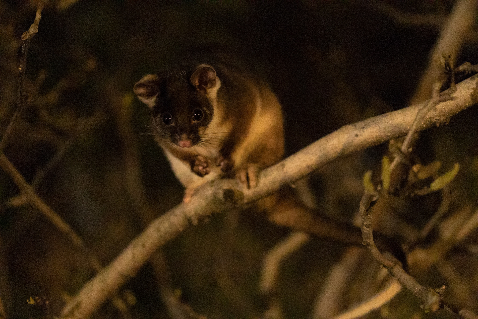 Street possums are aboundant and very active in Ausaralian and New Zeland cities.
