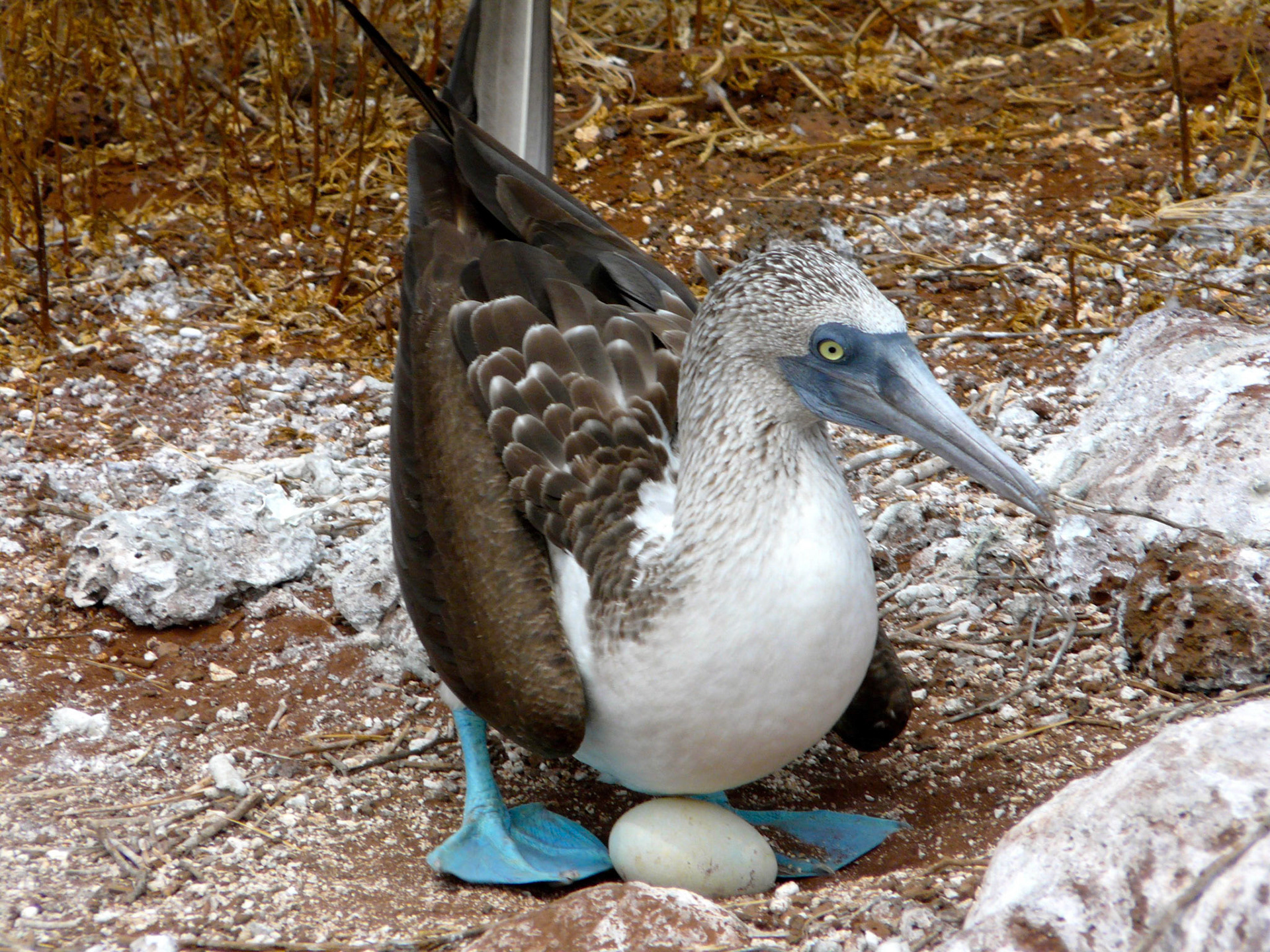 Blue-footed boobies are the big Galapagos bird crowd-pleasers. Those unmistakable blue feet, clown-like behaviour, and quirky mating dance, make them birds that are fun to spot multiple times in a single trip. In fact, Booby, comes from the word Bobo meaning clown in spanish.