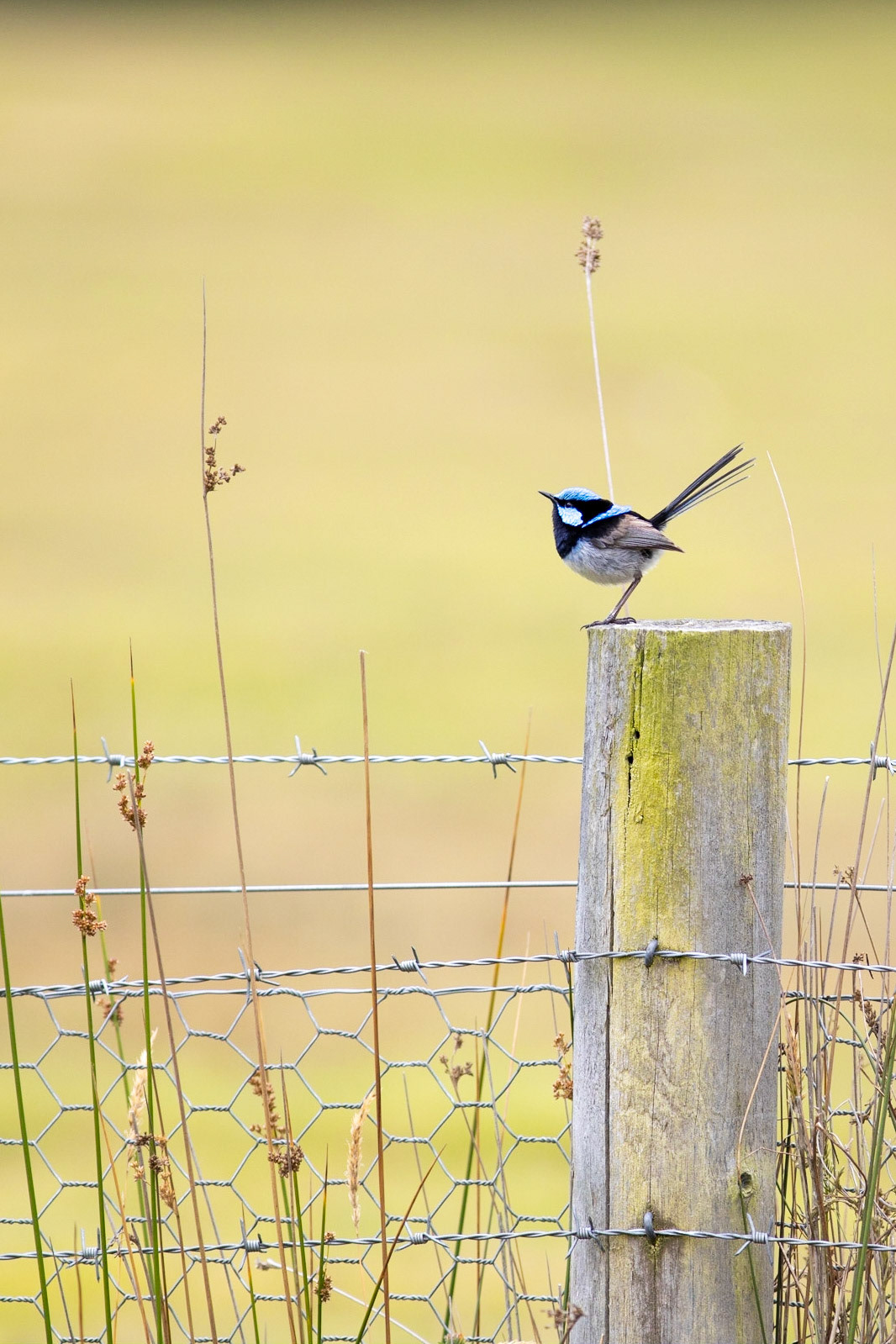 Superb fairywren (Malurus cyaneus) live across south-eastern Australia. Their blue plumage is stronger in adult males during the spring, before the mating season. Females do not show the male's characterisitic blue color.