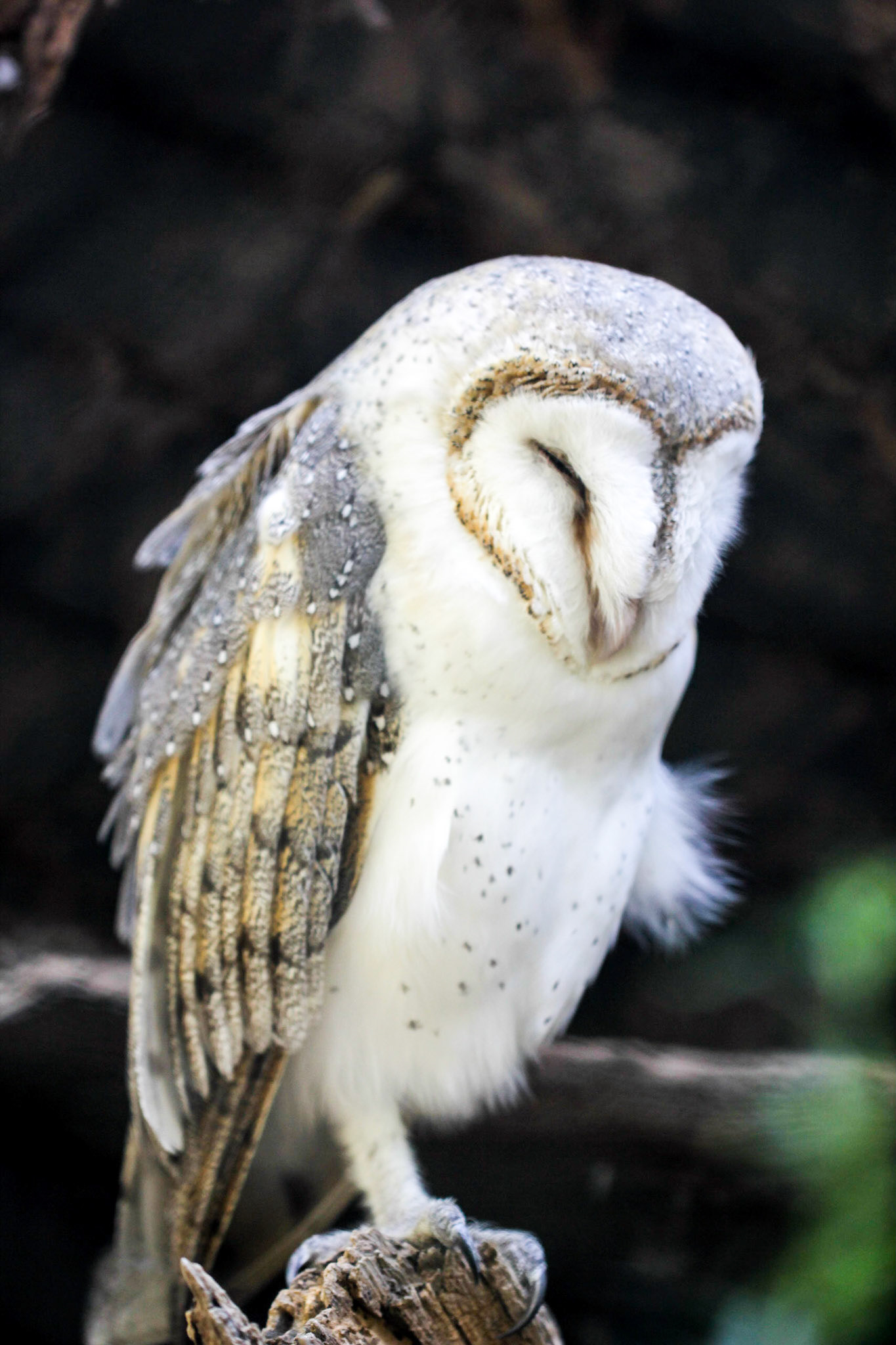 Barn Owl (Tyto alba) are common everywhere except for the desert and polar regions. Nevertheless, rodenticides take their toll and populations are declining.