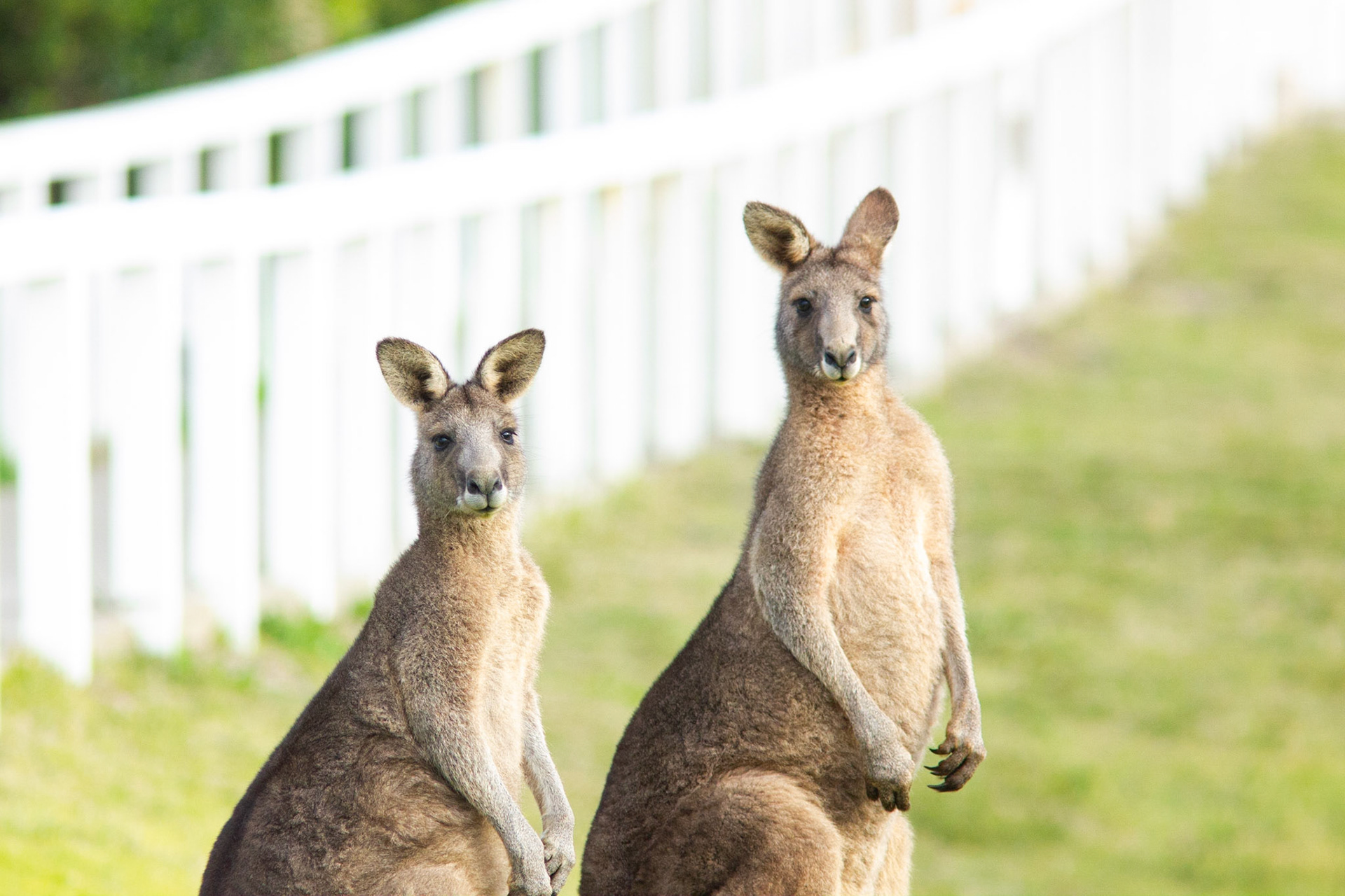 A pair of kangaroos stay alert before grazing over the green fields over Cape Otways, VIC, Australia.