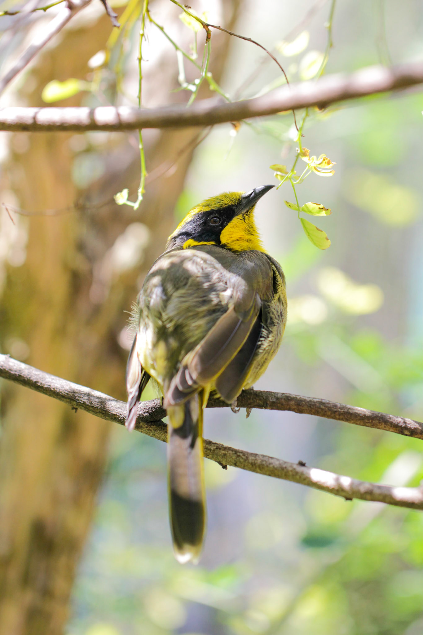 Critically endangered; Helmeted honeyeater; Lichenostomus melanops cassidix