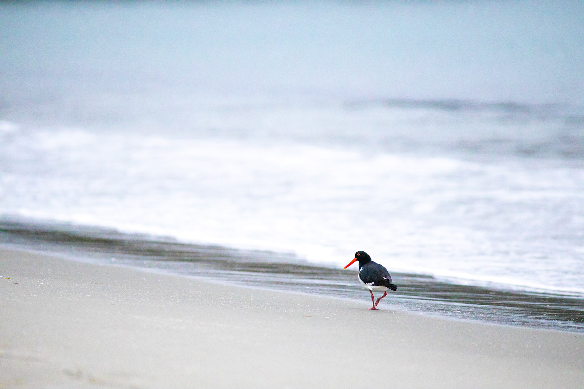 Bruny Island