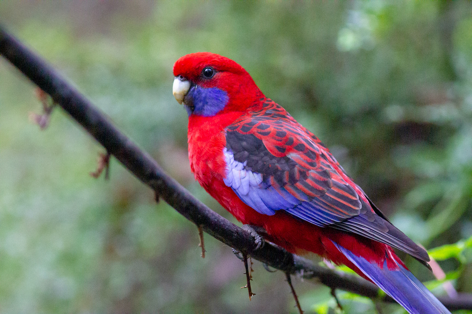 Crimson rosella Platycercus elegans (Platycercus pennantii) on the way to Kokoda Memorial track in the Dandenong Ranges.