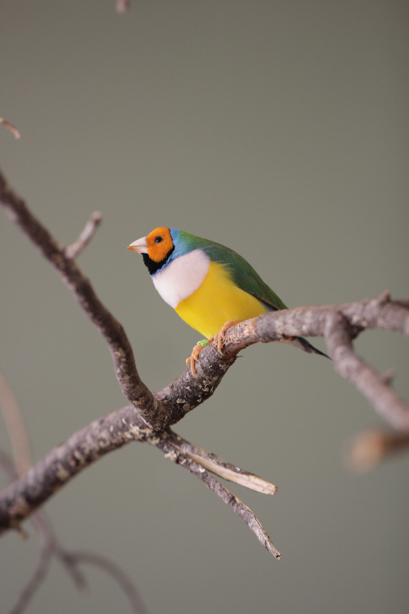 The spectacularly colourful Gouldian Finch (Erythrura gouldiae) varies the colour disposition of its face, although the plumage remains the same. Contrary to other finches, which nest in the shrub, these prefer hollows in trees or even in termite mounts. More social than other birds these share nest among pairs.