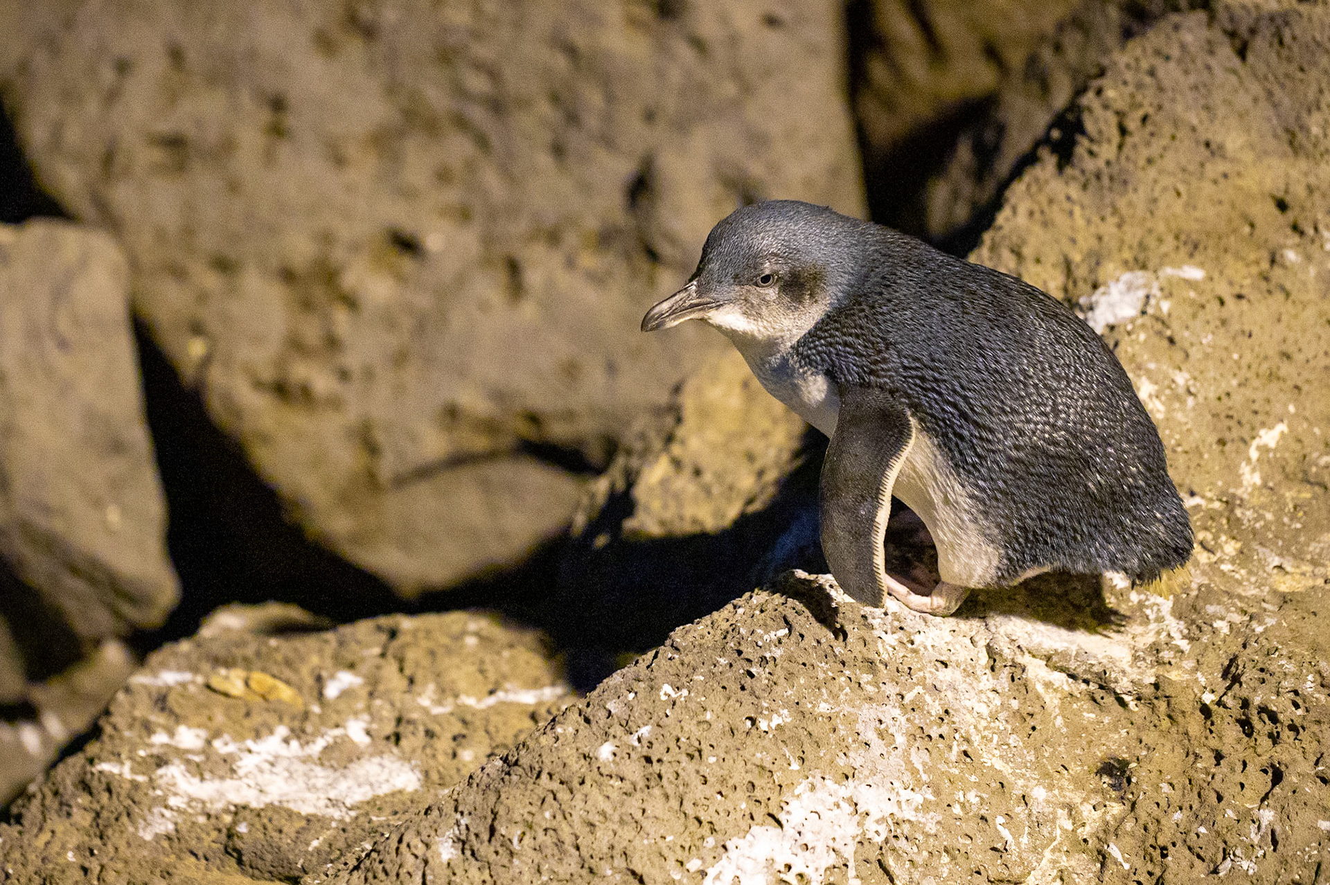 Little blue penguins (Eudyptula minor) wonder every night of the year in St. Kilda's breakwater.