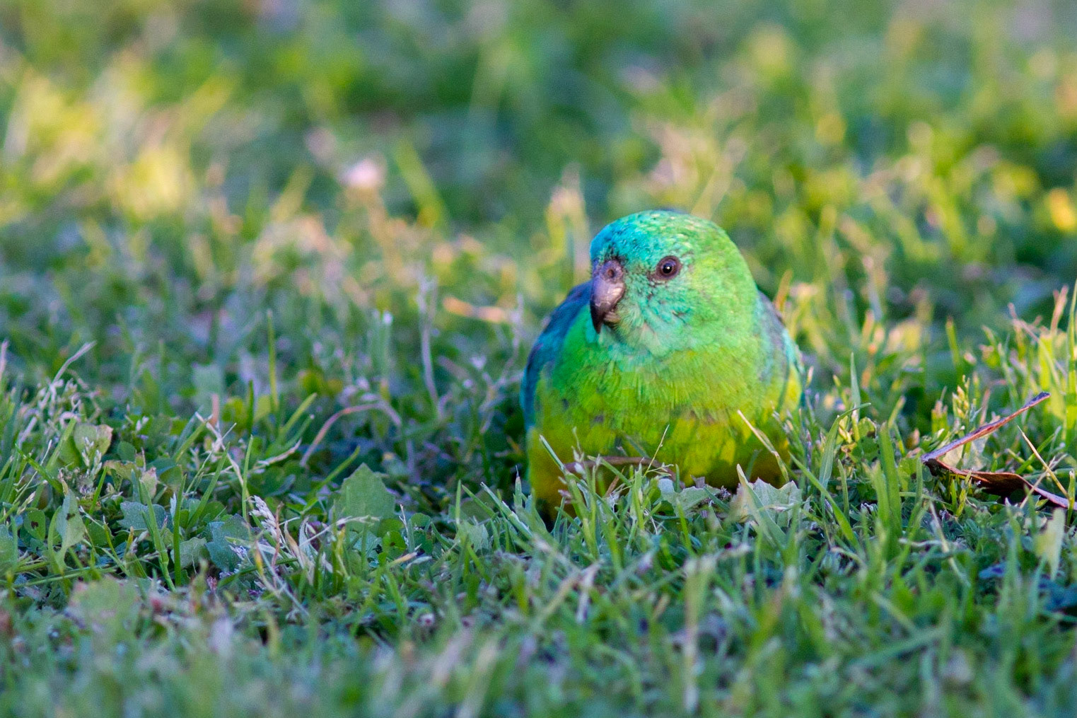 A red-rumped parrot (Psephotus haematonotus) camouflaging in ankle length grasses with its shiny emerald-green plumage. Particularly, they breeding time may depend on rainfalls.