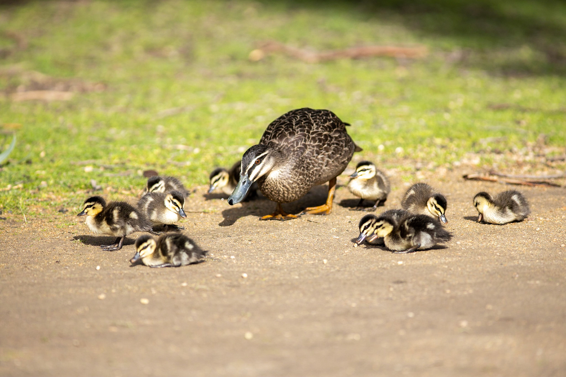 Chicks.