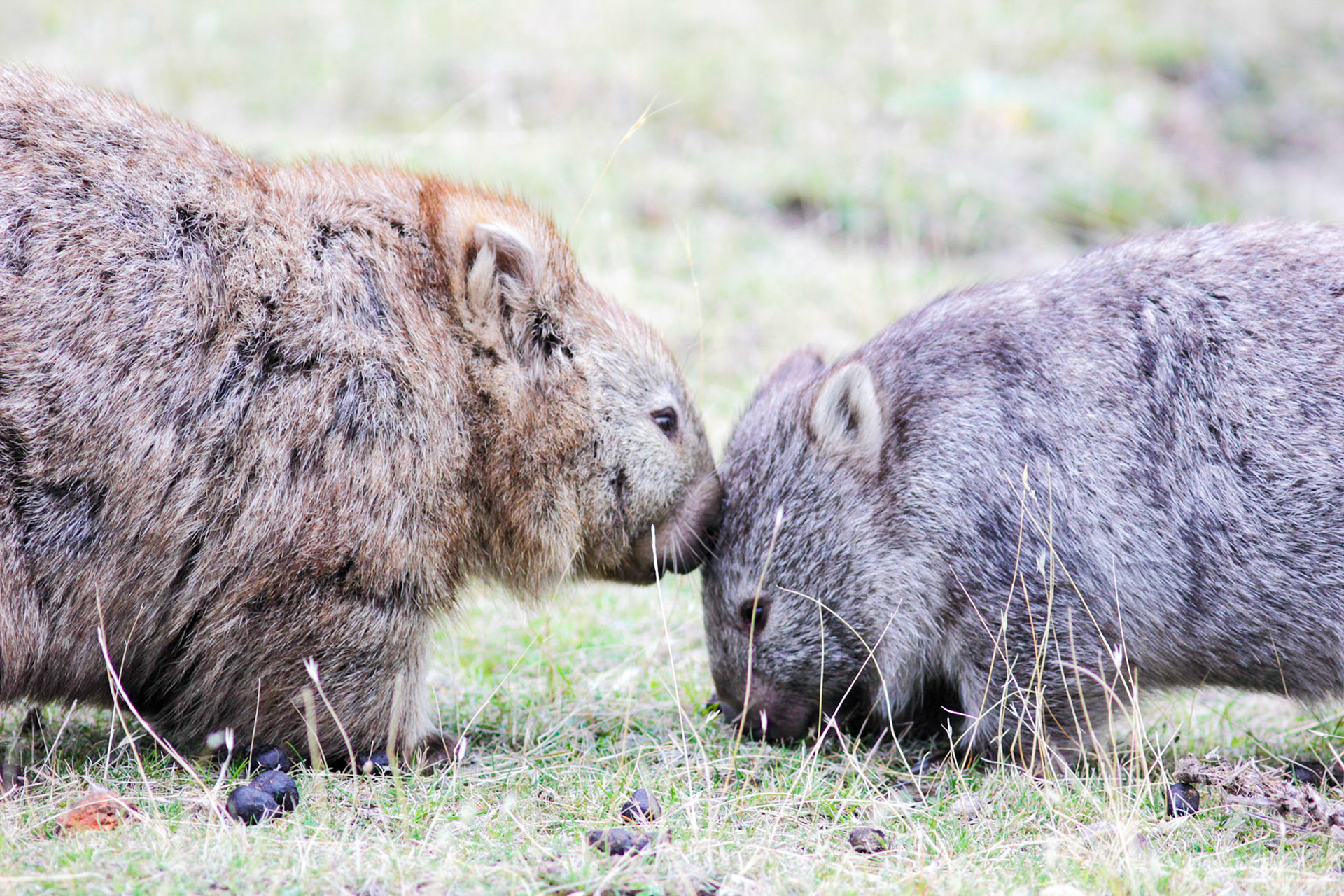 A wombat female cares for its young, in protected wild-wilfe reserve at Maria Island, TAS, Australia.