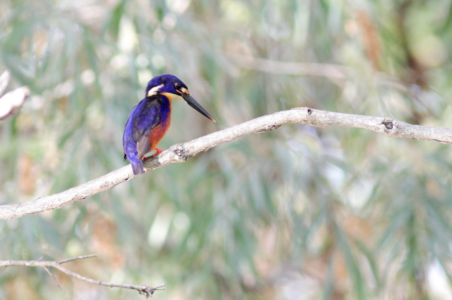 Azure kingfisher (Ceyx azureus) found in northern and eastern Australia, in the Yellow river bank.