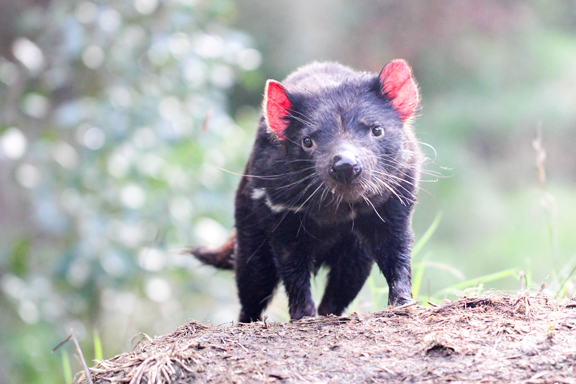 Tasmanian devil (Sarcophilus harrisii) are famously feisty mammals have a coat of coarse black fur with a white stripe on their chest. It is the largest carnivorous marsupial and has an oversized head housing sharp teeth and strong, muscular jaws that can deliver, pound for pound, one of the most powerful bites. They can fly into a rage when threatened or defend their meal, which inspired the Looney Tunes snarling lunatic.