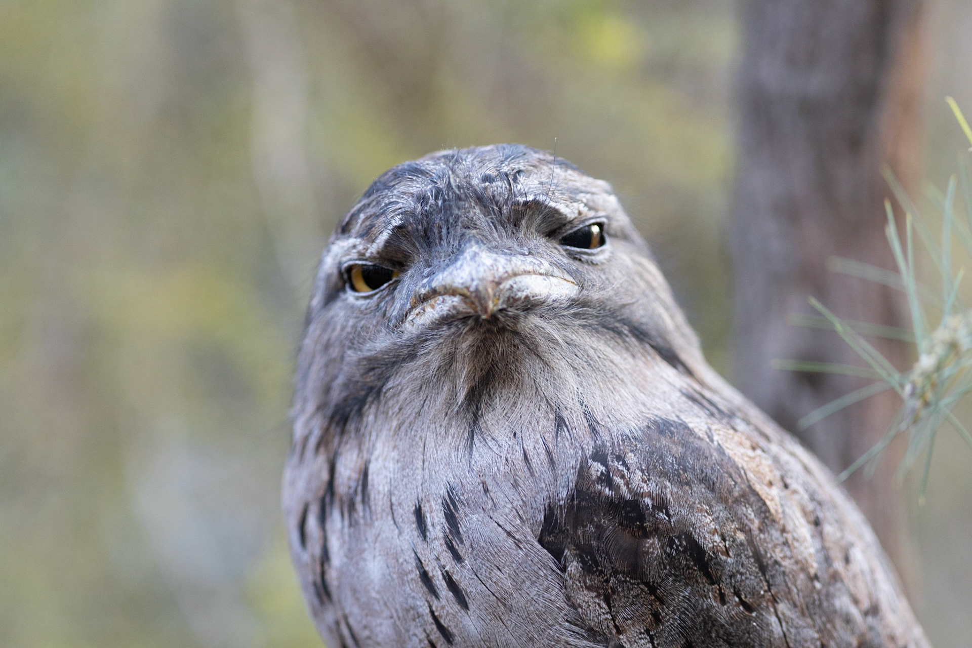 Serendip sanctuary, VIC.