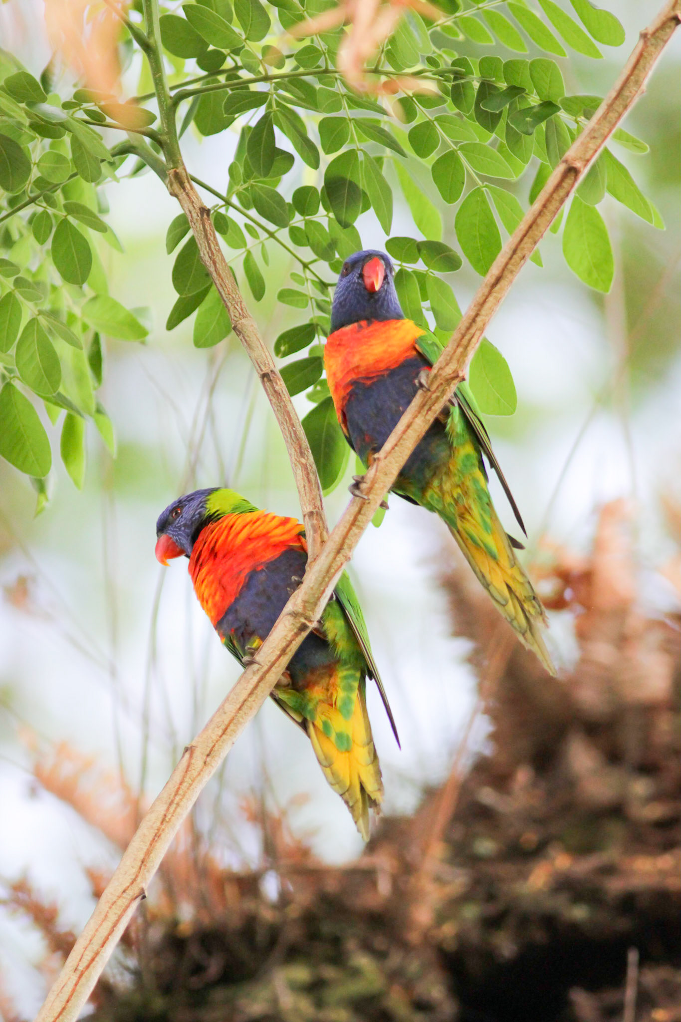 Rainbow lorikeets are common along the eastern seaboard, from northern QLD to SA. Their habitat are rainforest, coastal bush, and woodland areas.