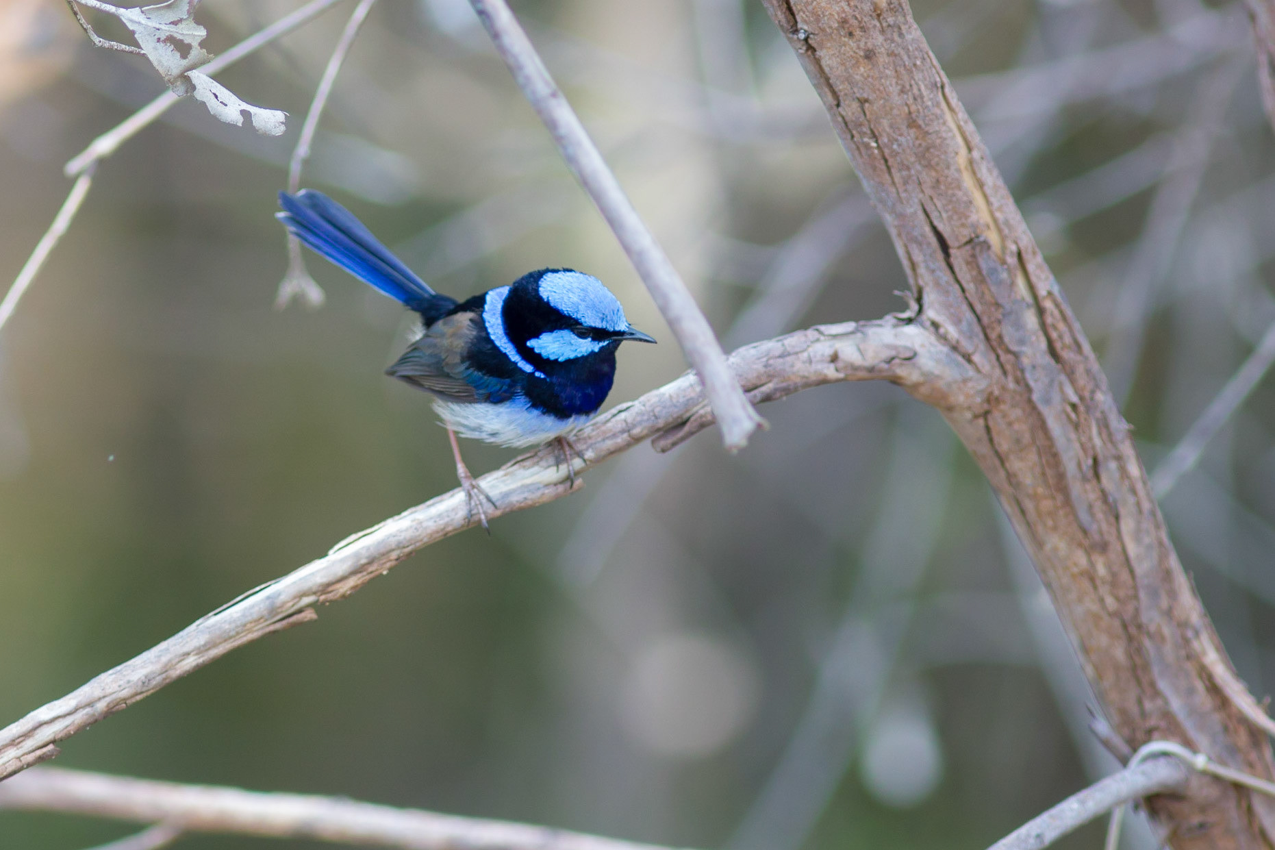 Superb fairywren (Malurus cyaneus) live across south-eastern Australia. Their blue plumage is stronger in adult males during the spring, before the mating season. Females do not show the male's characterisitic blue color.