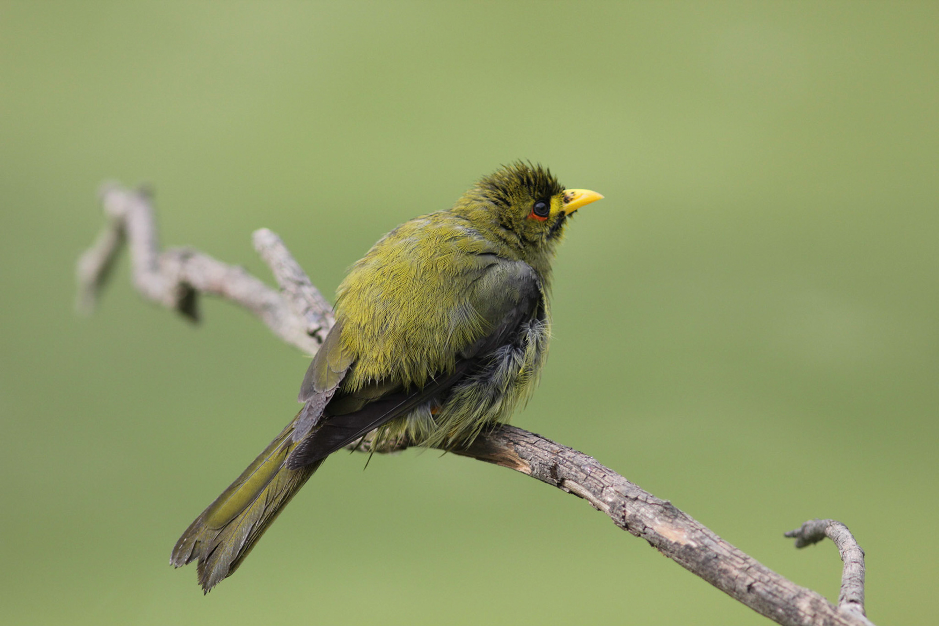 Bell miner (Manorina melanophrys) pearching on a branch above an over-nitrified pond in Royal Park, Melbourne.