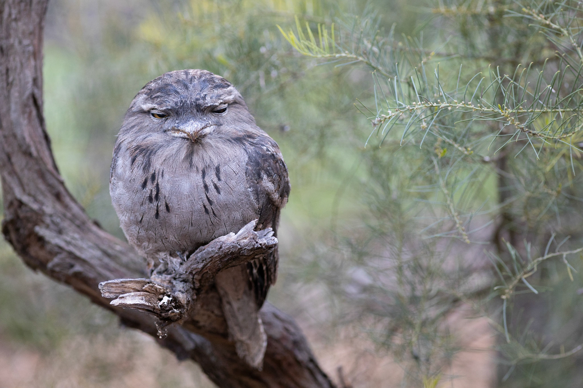 Serendip sanctuary, VIC.